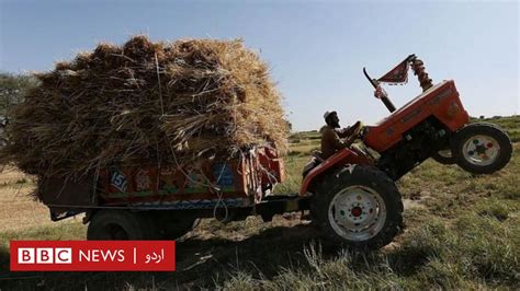 گندم کی بہترین فصل کے باوجود کسان پریشان حکومت کسانوں سے گندم کیوں