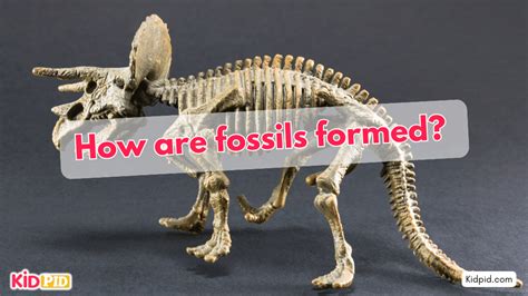 How are fossils formed? - Kidpid