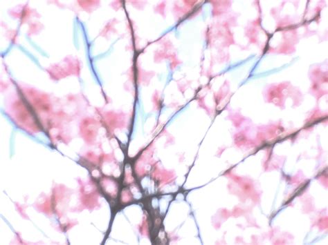 Sakura - Opendawn