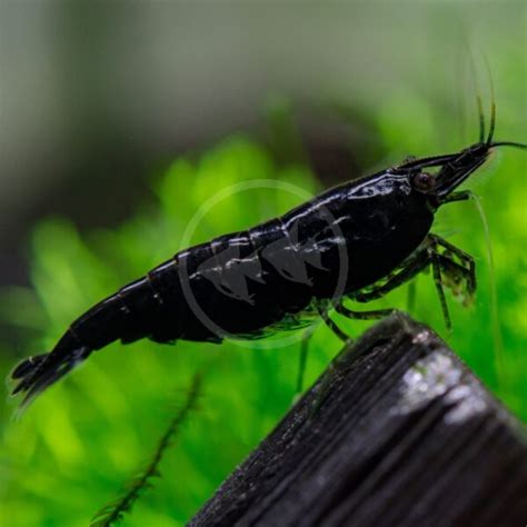 SHRIMP FW GREEN JADE Neocaridina Davidi Var Green Aquatics Unlimited