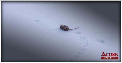 Action Pest Control Serviceshow To Identify Rat Tracks In The Snow