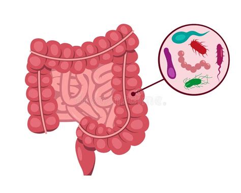 Intestino Delgado Y Grueso Humano Y Bacterias Intestinales Ilustración