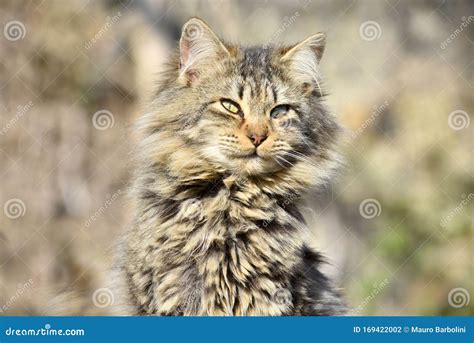 Gatto Maine Coon stock photo. Image of america, natural - 169422002