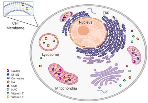 Non Enzymatic Antioxidants Encyclopedia Mdpi