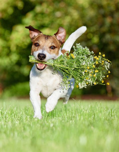 Hund Mit Blumenstrauss Verhaltensmedizin Bei Hund Und