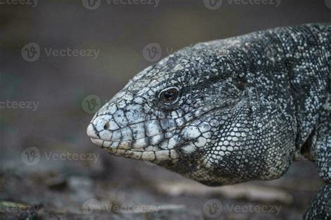 Argentine Black And White Tegu Lizard Pantanal Brazil 26214640 Stock