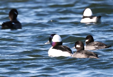 Buffleheads Along The Jersey Shore Save Coastal Wildlife