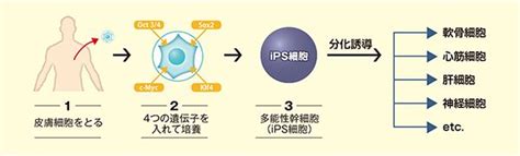 Ips細胞を樹立｜ライフサイエンス｜事業成果｜国立研究開発法人 科学技術振興機構