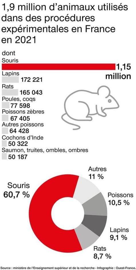 Pourquoi Rats Et Souris Sont Ils Les Stars Des Expérimentations En Laboratoire Edition