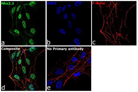 Nkx2.2 Antibody (PA5-40526) 