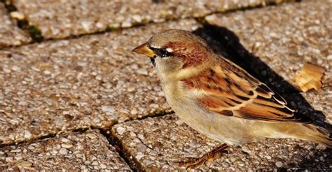 Kostenlose foto Natur Ast Vogel Flügel Tierwelt wild Frühling