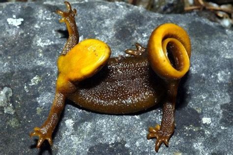 Til The Most Poisonous Animal In America Is The Rough Skinned Newt