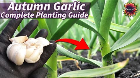 Growing Autumn Garlic The Easy Way The Complete Guide For Beginners