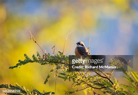 Grey Backed Shrike High-Res Stock Photo - Getty Images