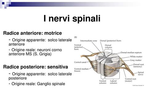 Ppt Neuroanatomia Powerpoint Presentation Id4231059