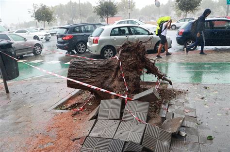 La borrasca Aline se ceba con los árboles de Sevilla e inunda parte de