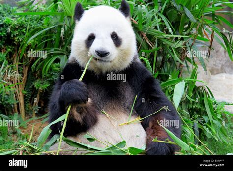 panda eating bamboo Stock Photo - Alamy