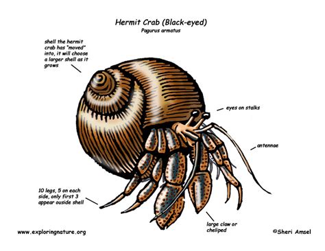 Hermit Crab Black Eyed