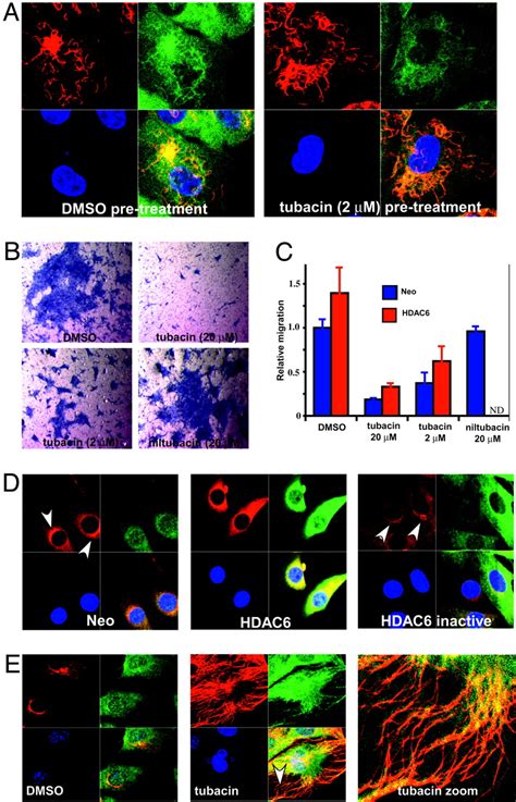 Domain Selective Small Molecule Inhibitor Of Histone Deacetylase 6