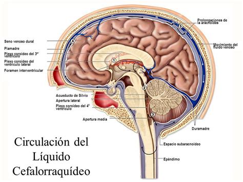 Hamer Articulos NMG Leyes Biologicas 5LB Dr Jesus Yeo Gudino Escuela