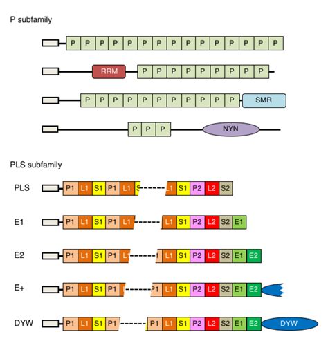 Plants Free Full Text An Overview Of Pentatricopeptide Repeat Ppr