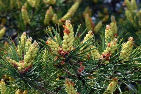 Premium Photo Cones Or Male Flowers Of The European Red Pine Pinus