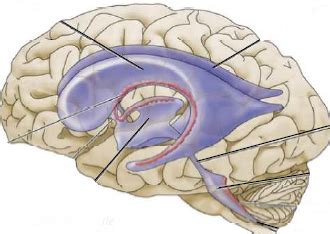 Syst Me Ventriculaire Diagram Quizlet