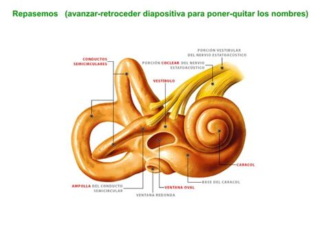 Organos de los Sentidos 3º ESO audición y equilibrio PPT