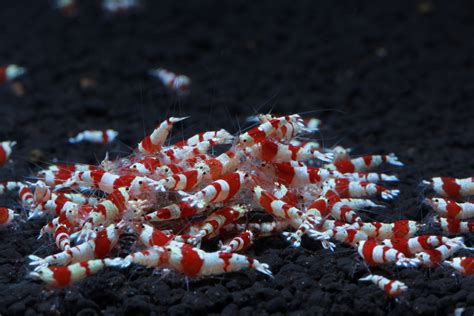 Crystal Red Shrimp S Grade Soshrimp