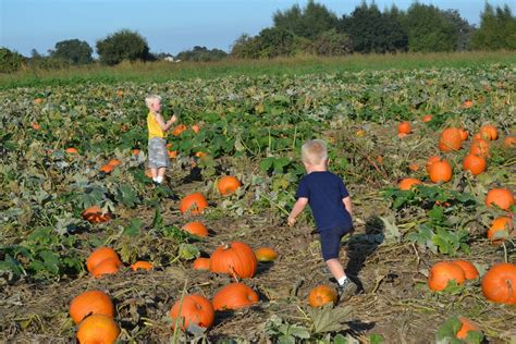 My Weekend View: Apple Hill & Pumpkin Patch - Mom On Timeout