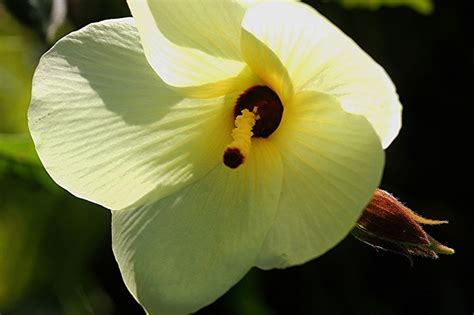 Sunset Hibiscus Abelmoschus Manihot