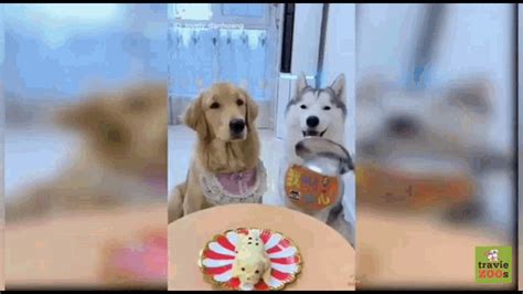 Dogs Happy Birthday GIF - Dogs HappyBirthday Cake - Discover & Share GIFs