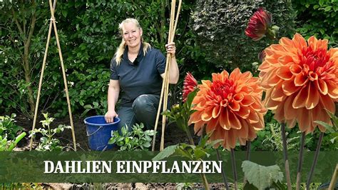 Dahlien Einpflanzen Wann Und Wie Pflanzt Man Dahlien Am Besten Ins