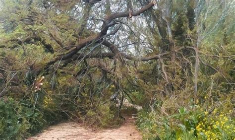 Un Lector Denuncia El Abandono Del Arroyo Pozuelo Para Ver Si La Gran