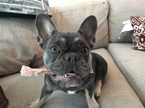 Are Frenchies hard to toilet train? – Allfrbulldogs.com