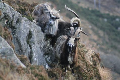 Old Irish Goats - Breed Profile - Backyard Goats