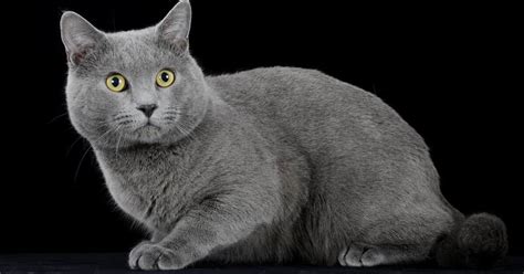 Gatto Grigio Carattere E Personalit