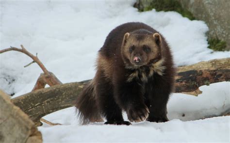 Native Of The Month American Wolverine Shadow