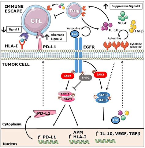 Frontiers Reversing Egfr Mediated Immunoescape By Targeted Monoclonal