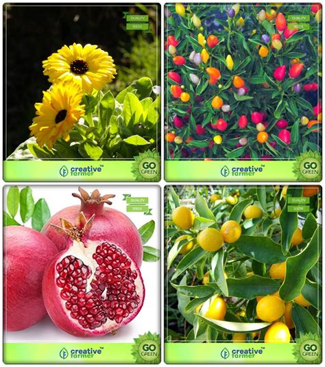 Creative Farmer Seeds India Combo Fruit Pomagranate Lemon Fruit Pot Marigold Capsicum Round