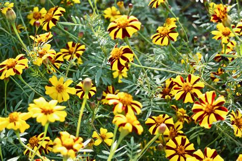 French Striped Marigold · George Washingtons Mount Vernon