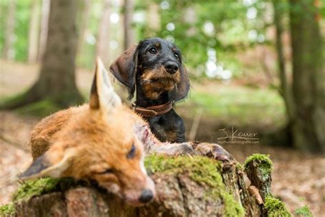 Teckel Kurzhaar Julia Kauer Jagdhunde Fotografie Jagdhunde Hunde