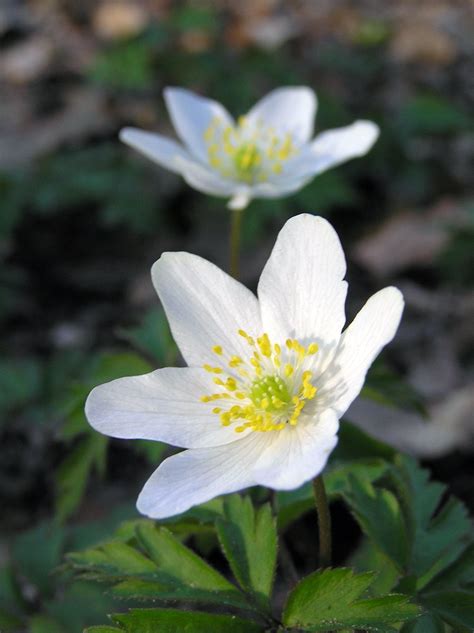 Anemone nemorosa in Flower Free Photo Download | FreeImages