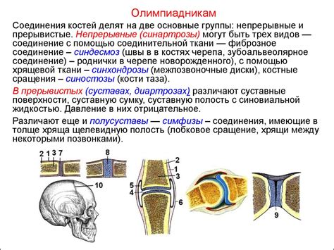 Опорно-двигательная система - презентация онлайн