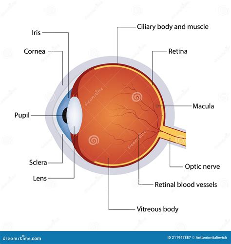 Estrutura Do Olho Humano Da Anatomia Diagrama Detalhado Do Globo