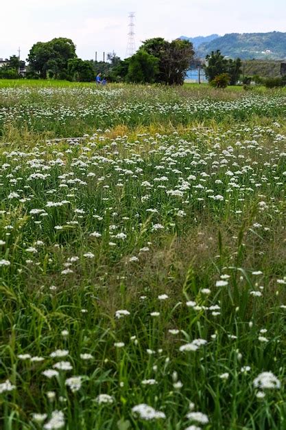 Premium Photo Chinese Chive Flower Field