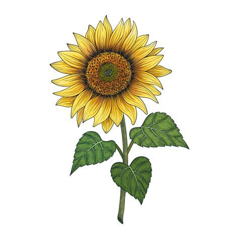 Ilustraci N De Dibujo De Girasol Dibujado A Mano Aislado Sobre Fondo