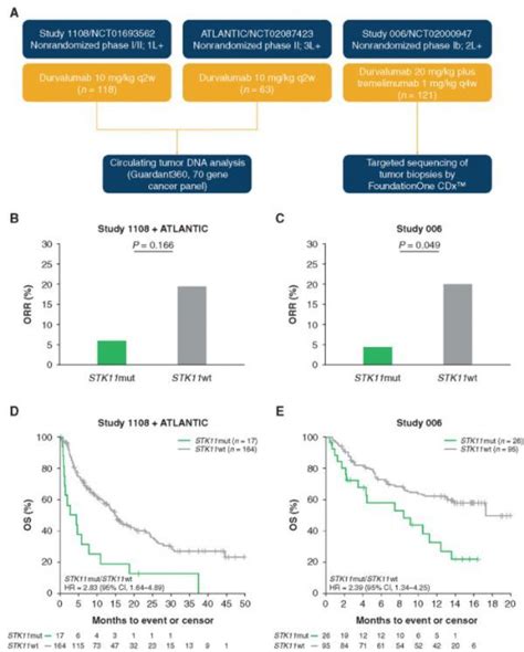 Cancer Discov非小细胞肺癌患者对durvalumab的耐药性与功能性stk11突变相关 专区 生物谷