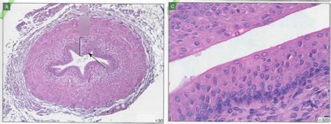 Urinary Histology 7 Diagram Quizlet