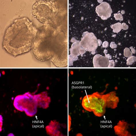 Human Ipsc Derived Hepatocytes I Hh Cell Applications